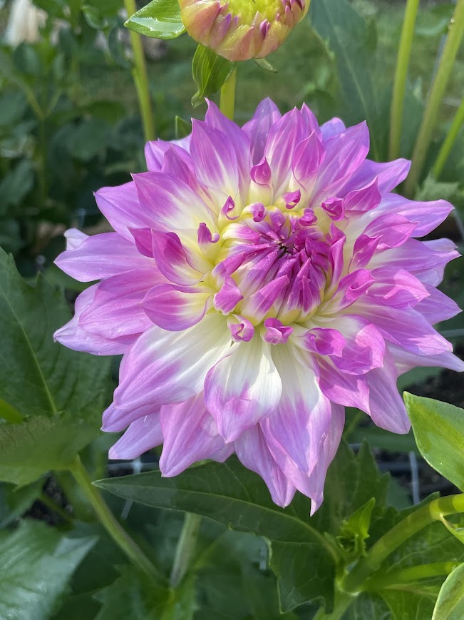 April Dawn