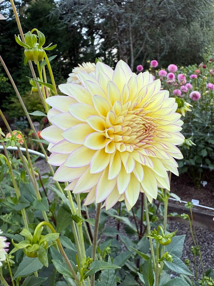 Bloomquist Blush