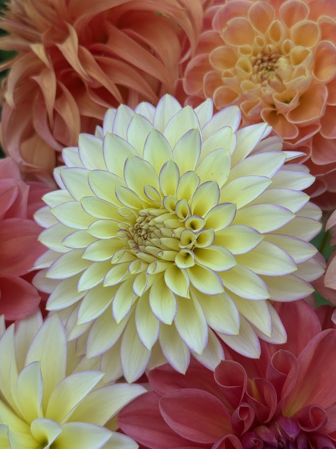 Bloomquist Blush