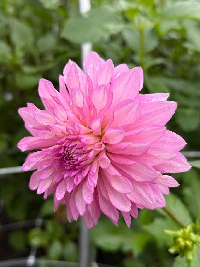 Bloomquist Fantastic