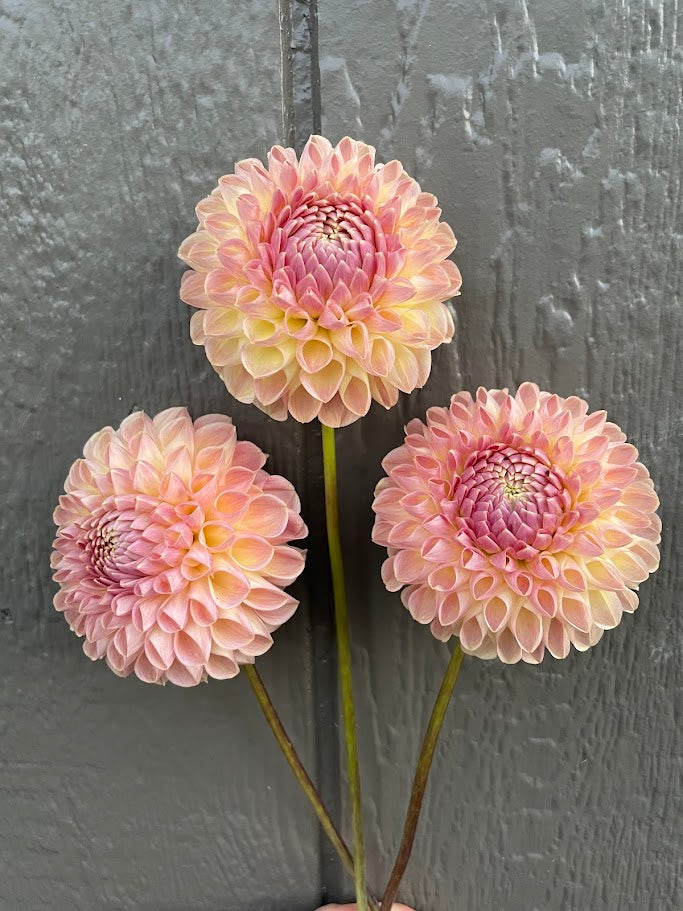 Clearview Peachy