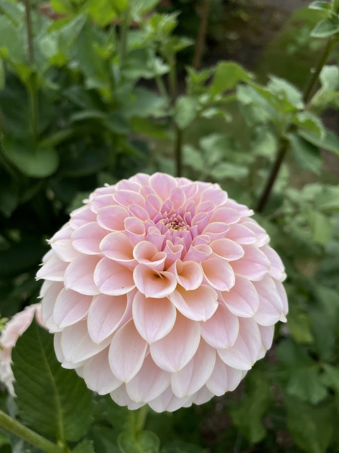 KA’s ® Cinder Rose - LIMIT ONE