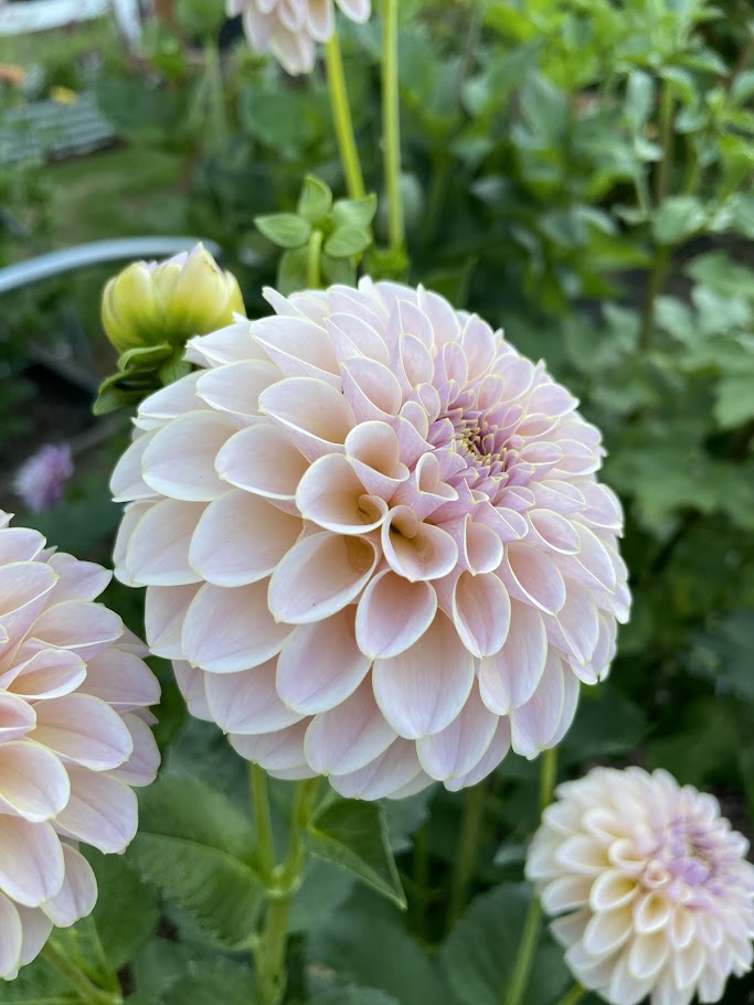 KA’s ® Cinder Rose - LIMIT ONE