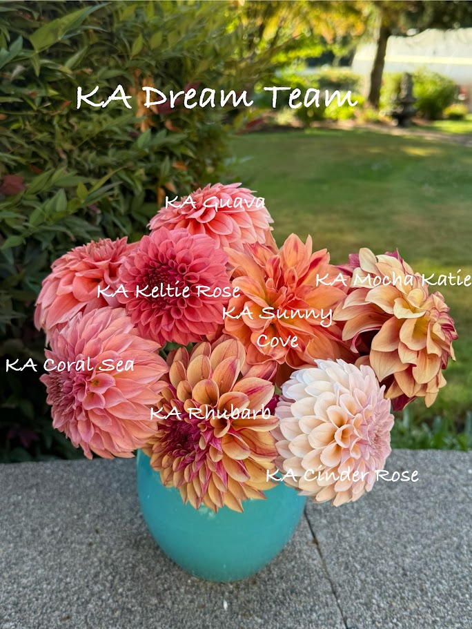 KA's® Rhubarb - LIMIT ONE