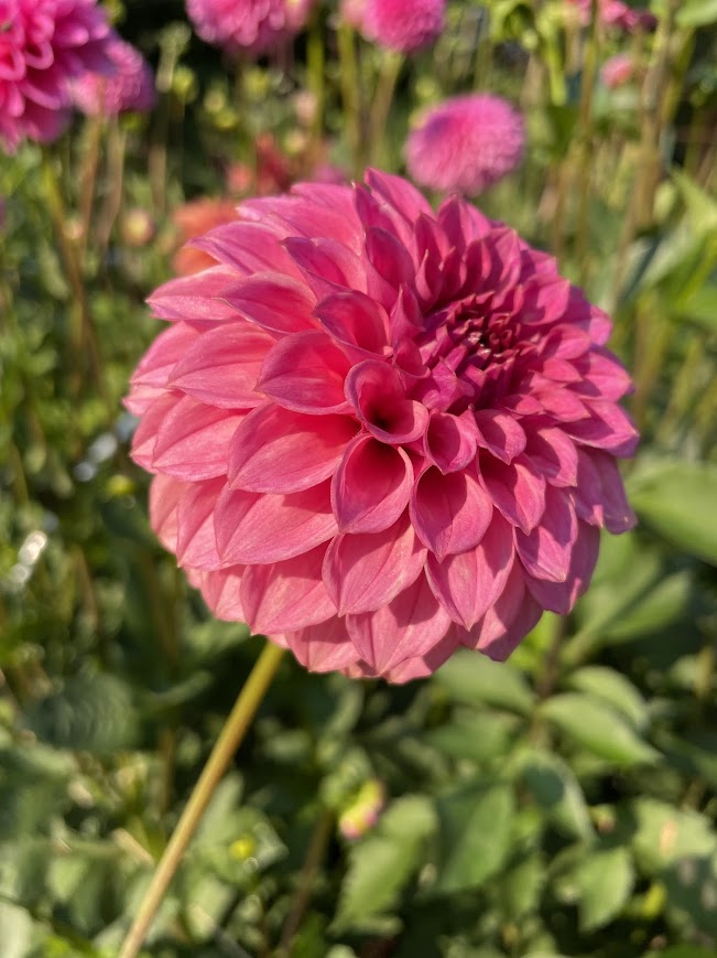 KA’s ® Keltie Rose- Limit One