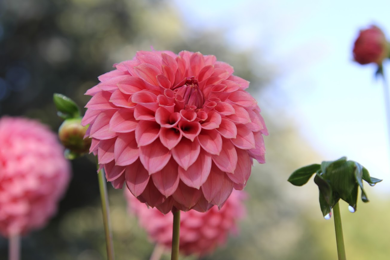 KA’s ® Keltie Rose- Limit One