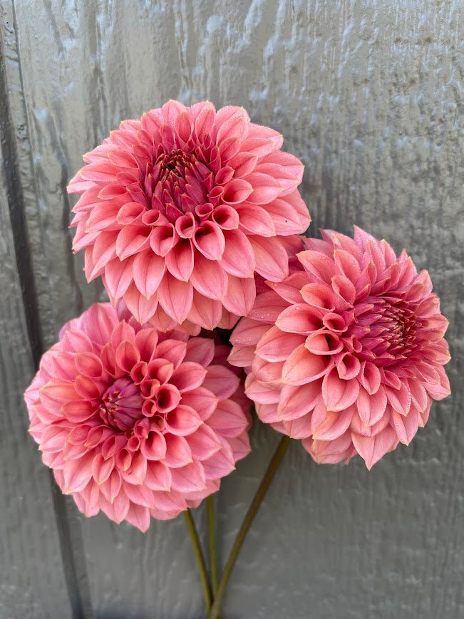 KA’s ® Keltie Rose- Limit One
