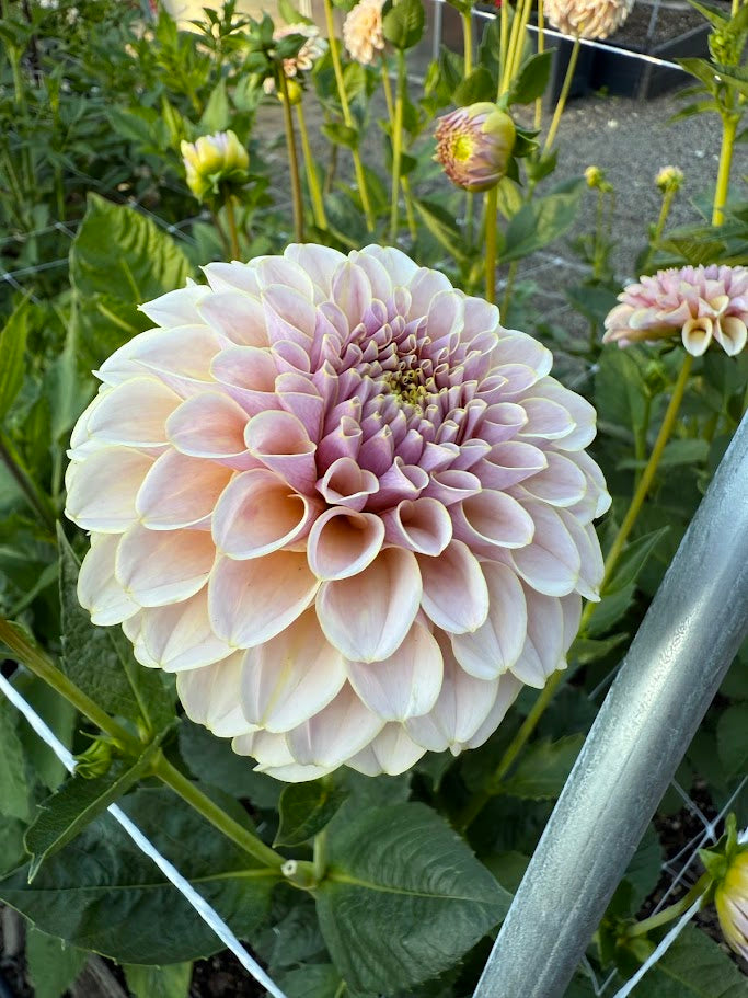 KA’s ® Cinder Rose - LIMIT ONE