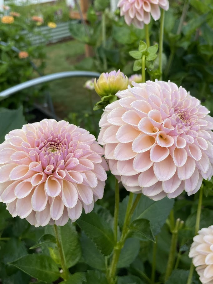KA’s ® Cinder Rose - LIMIT ONE