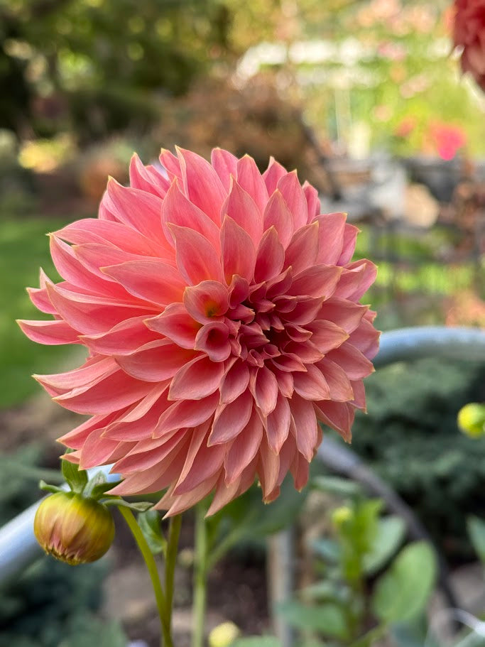 KA's® Coral Sea - LIMIT ONE