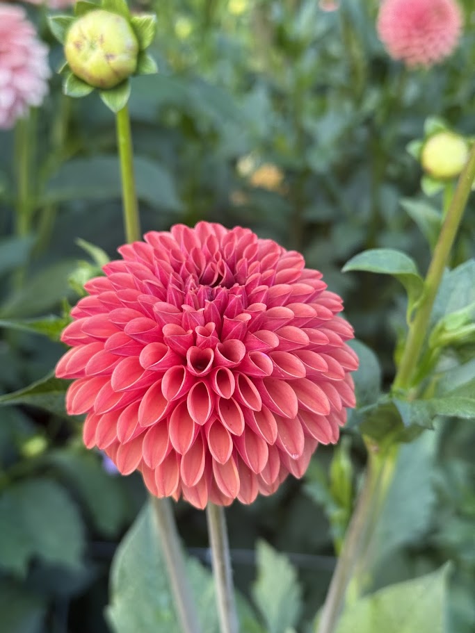 KA's® Keltie Cherry - LIMIT ONE