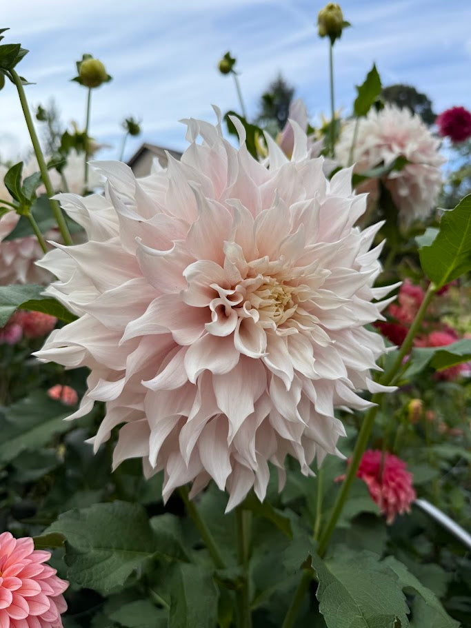 KA's® Lavender Blush - LIMIT ONE