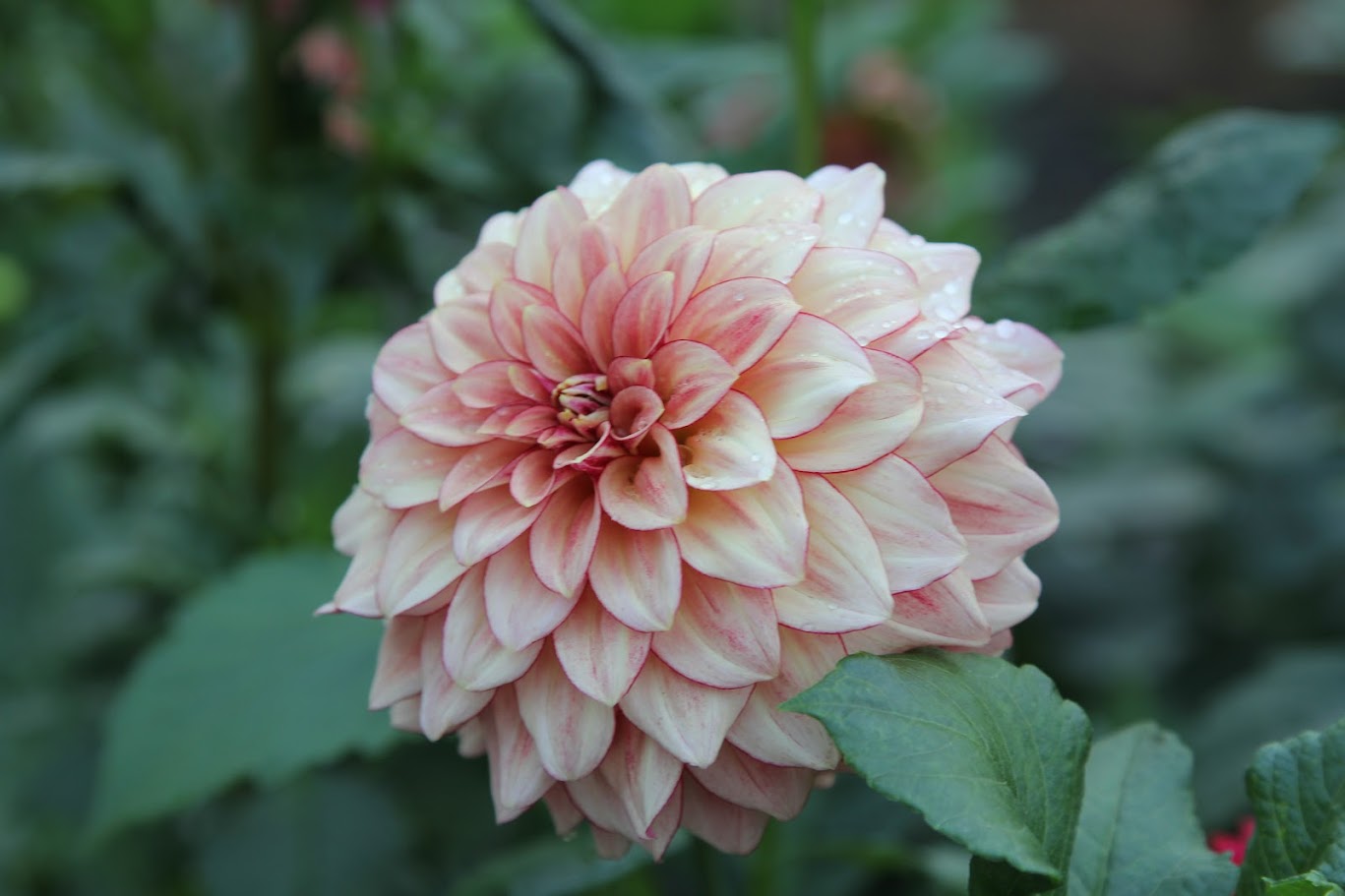 KA's ® Mocha Katie - LIMIT ONE