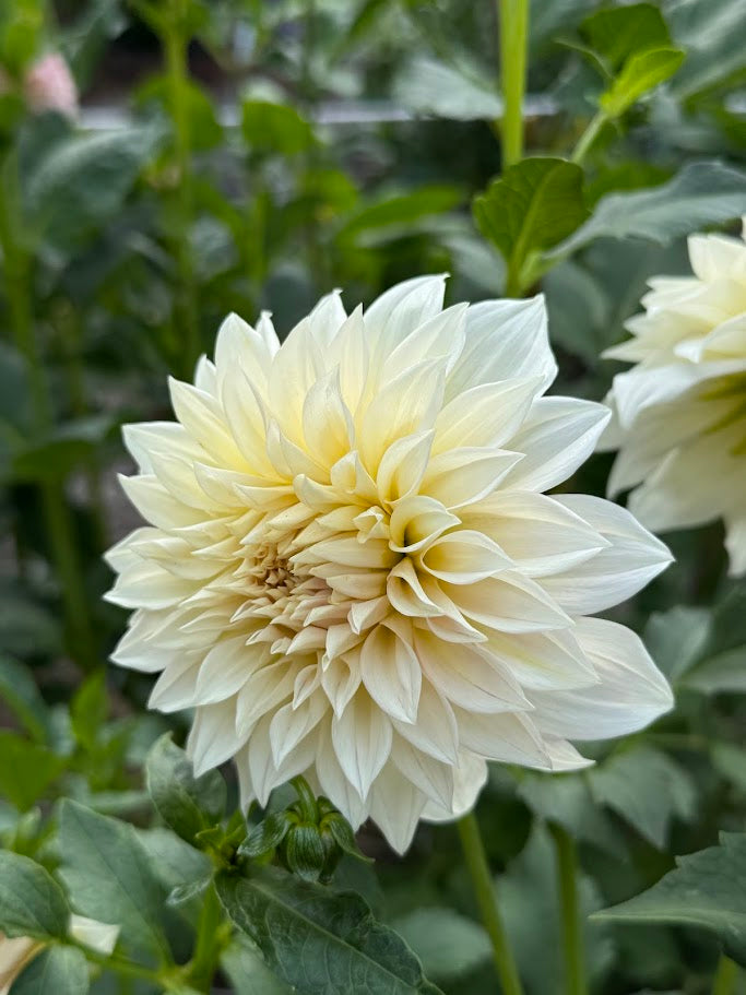 KA’s ® Mocha Maya - LIMIT ONE