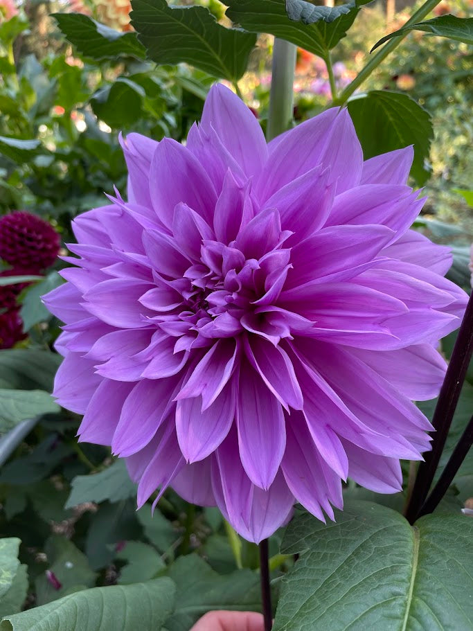 Lilac Time