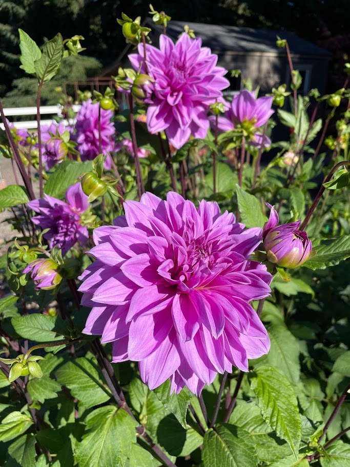 Lilac Time