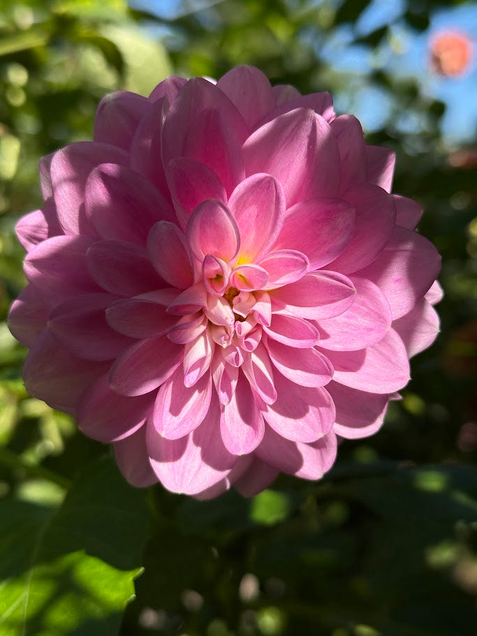 20th Ave Pure Prince