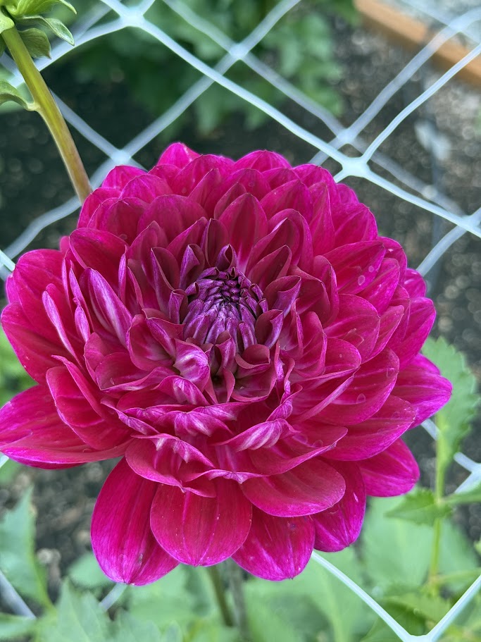 Sandia Bertha