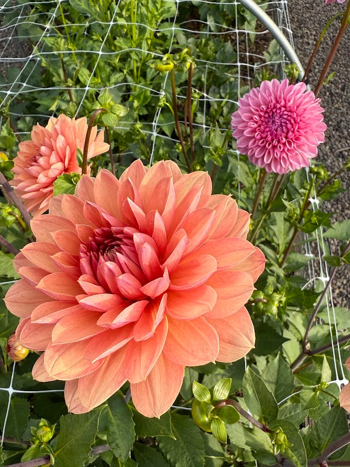 Chateau de la Bourdaisiere - LIMIT ONE