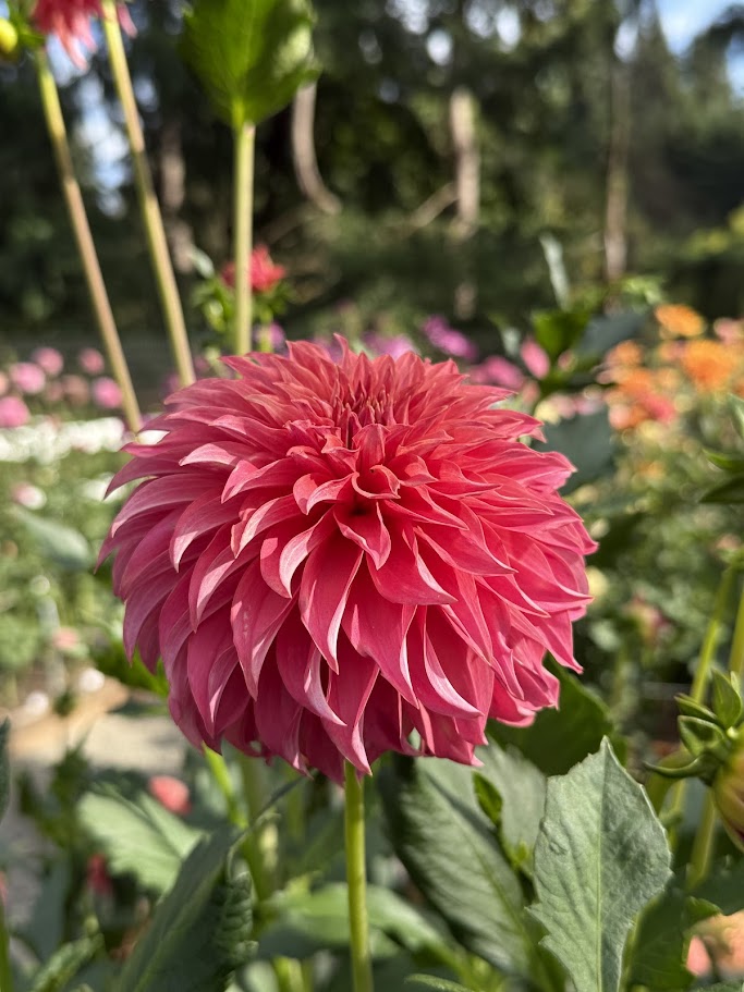 Lee’s Lincoln Star