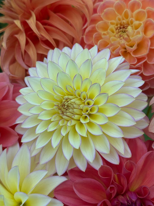 Bloomquist Blush