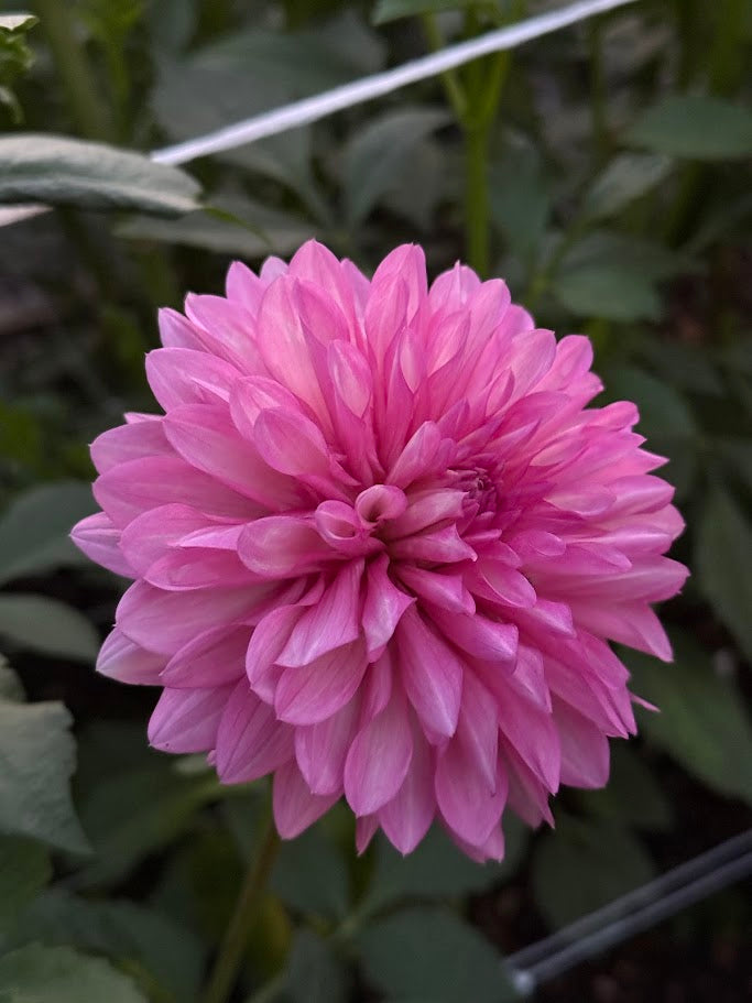 Bloomquist Fantastic