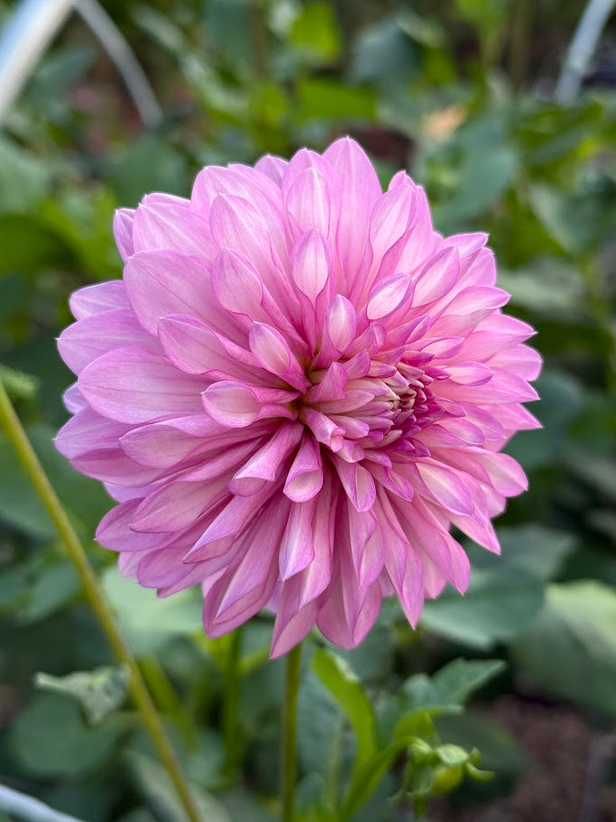 Bloomquist Fantastic