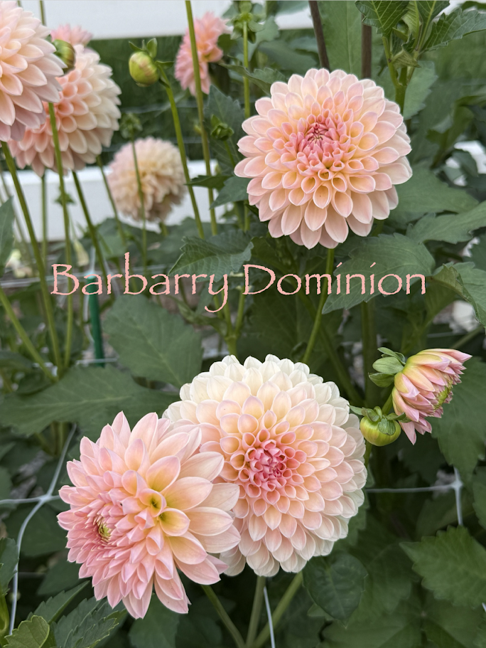 Barbarry Dominion