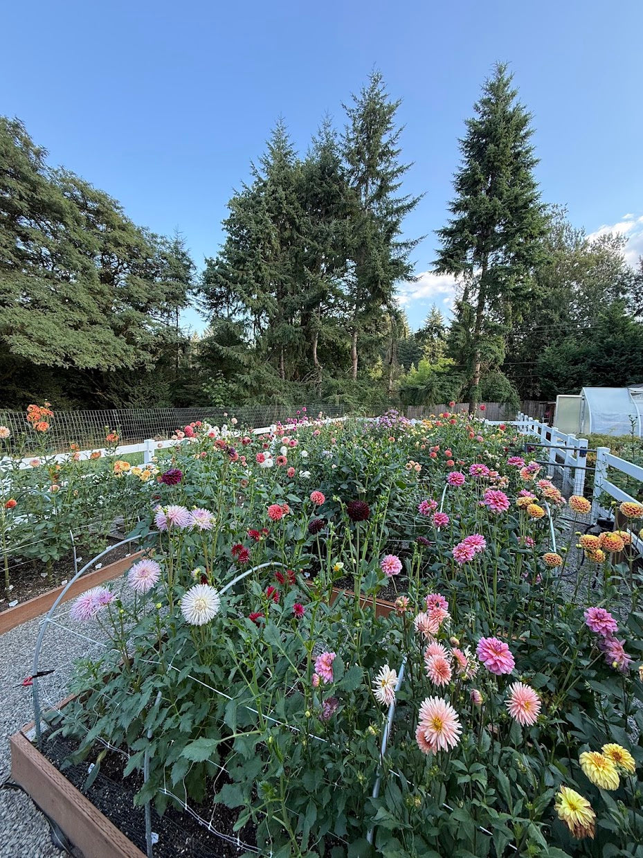 Tuber Runts and Misfits