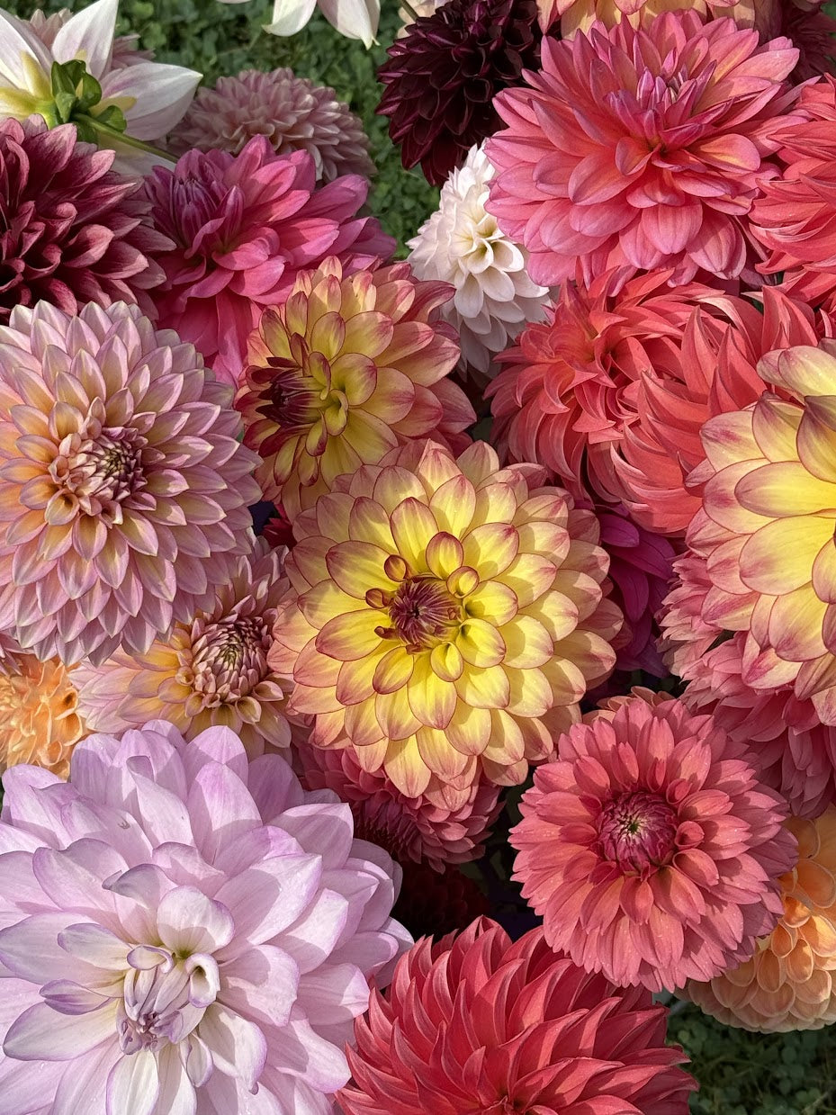 Tuber Runts and Misfits