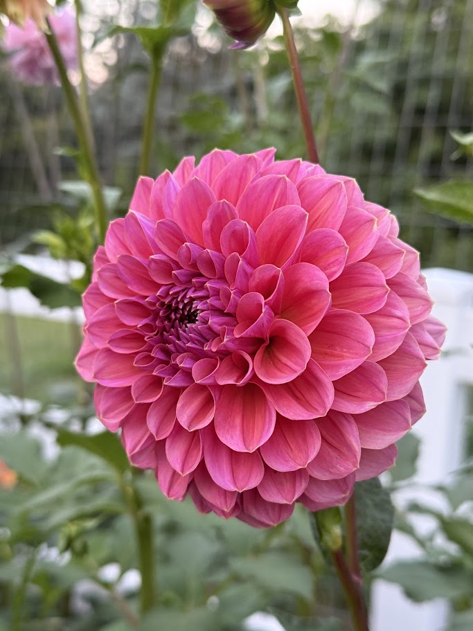 GC Pink Lemonade