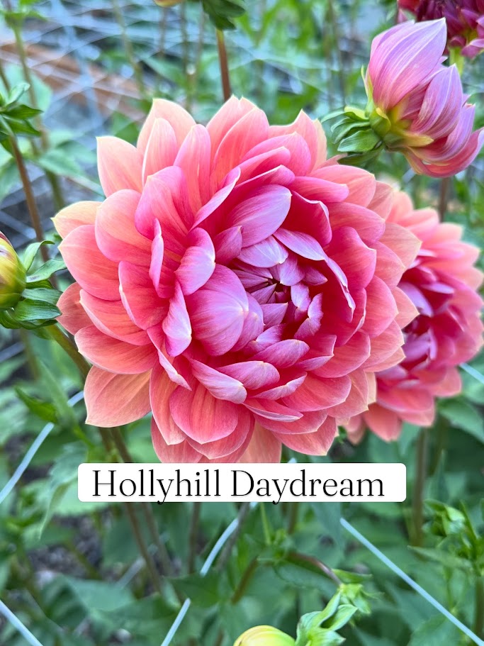 Hollyhill Daydream