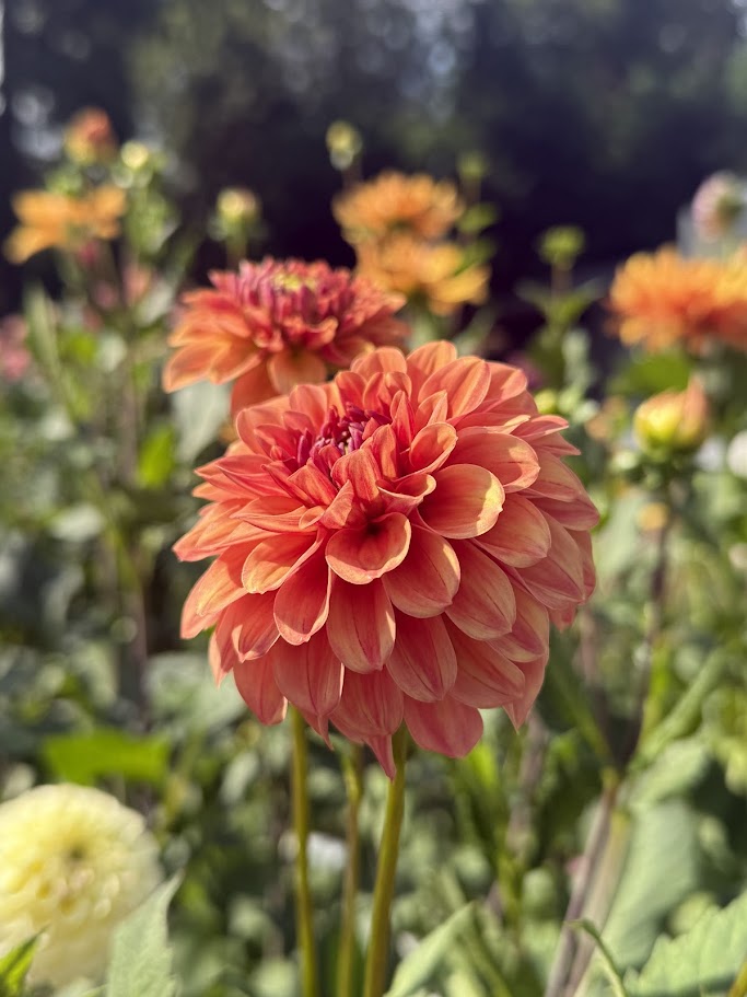 KA's® Blood Orange-LIMIT ONE