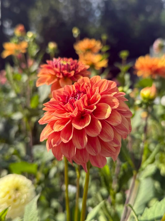 KA's® Blood Orange-LIMIT ONE