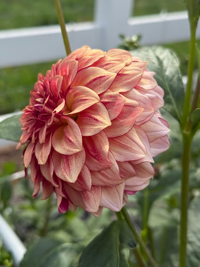 KA's ® Mocha Katie - LIMIT ONE