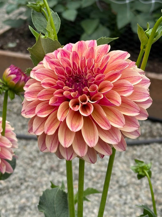 KA's® Rhubarb - LIMIT ONE