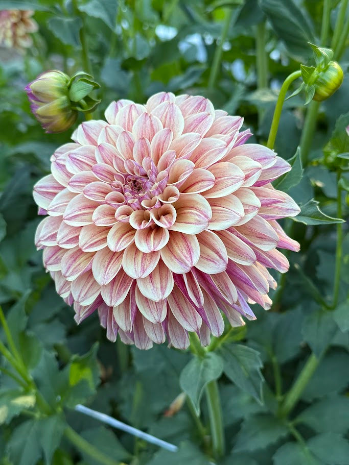 KA's® Rhubarb - LIMIT ONE