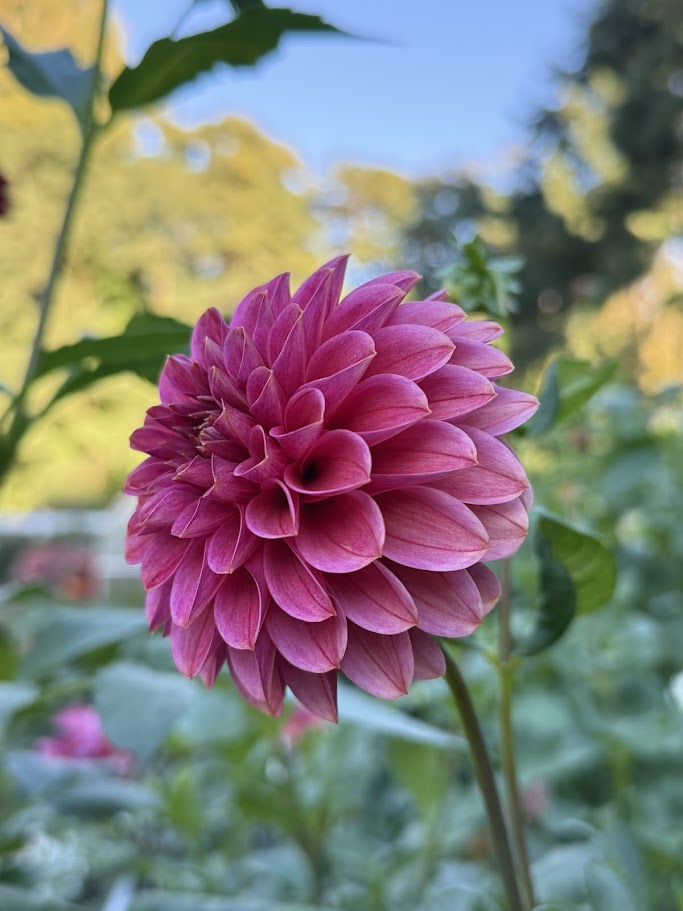 KA's® Rosie Jo - LIMIT ONE