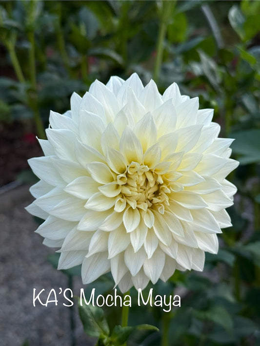 KA’s ® Mocha Maya - LIMIT ONE