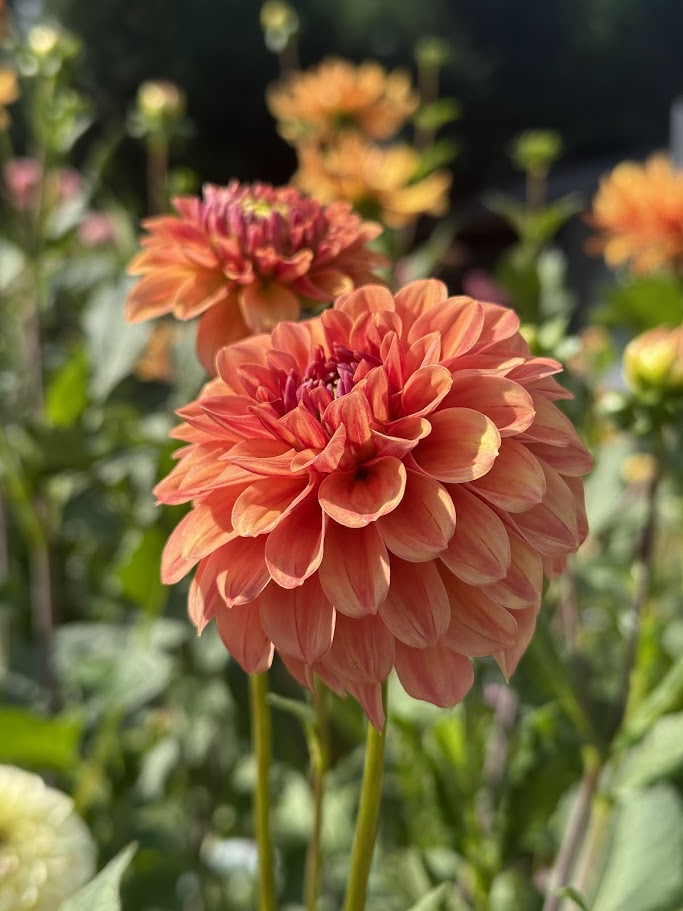 KA's® Blood Orange-LIMIT ONE