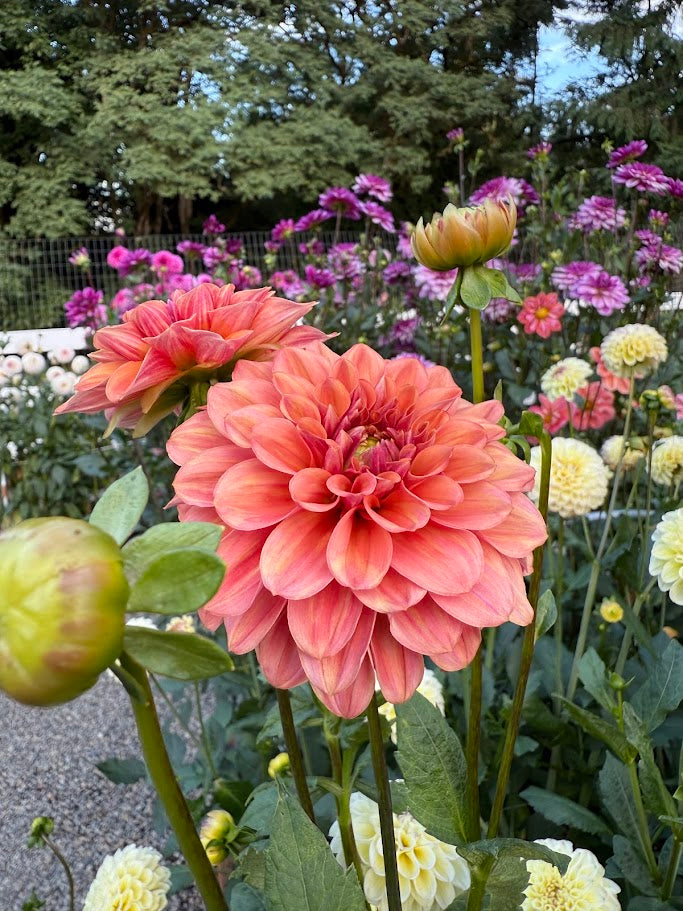 KA's® Blood Orange-LIMIT ONE