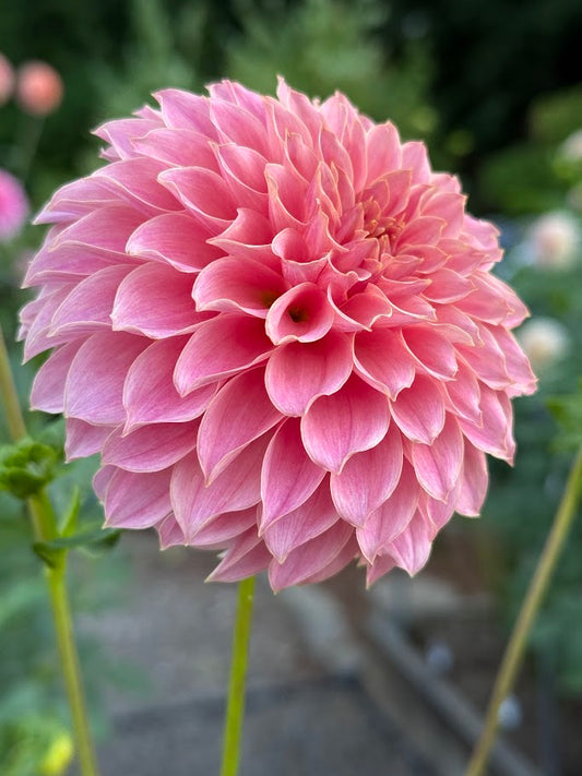 KA's® Coral Sea - LIMIT ONE