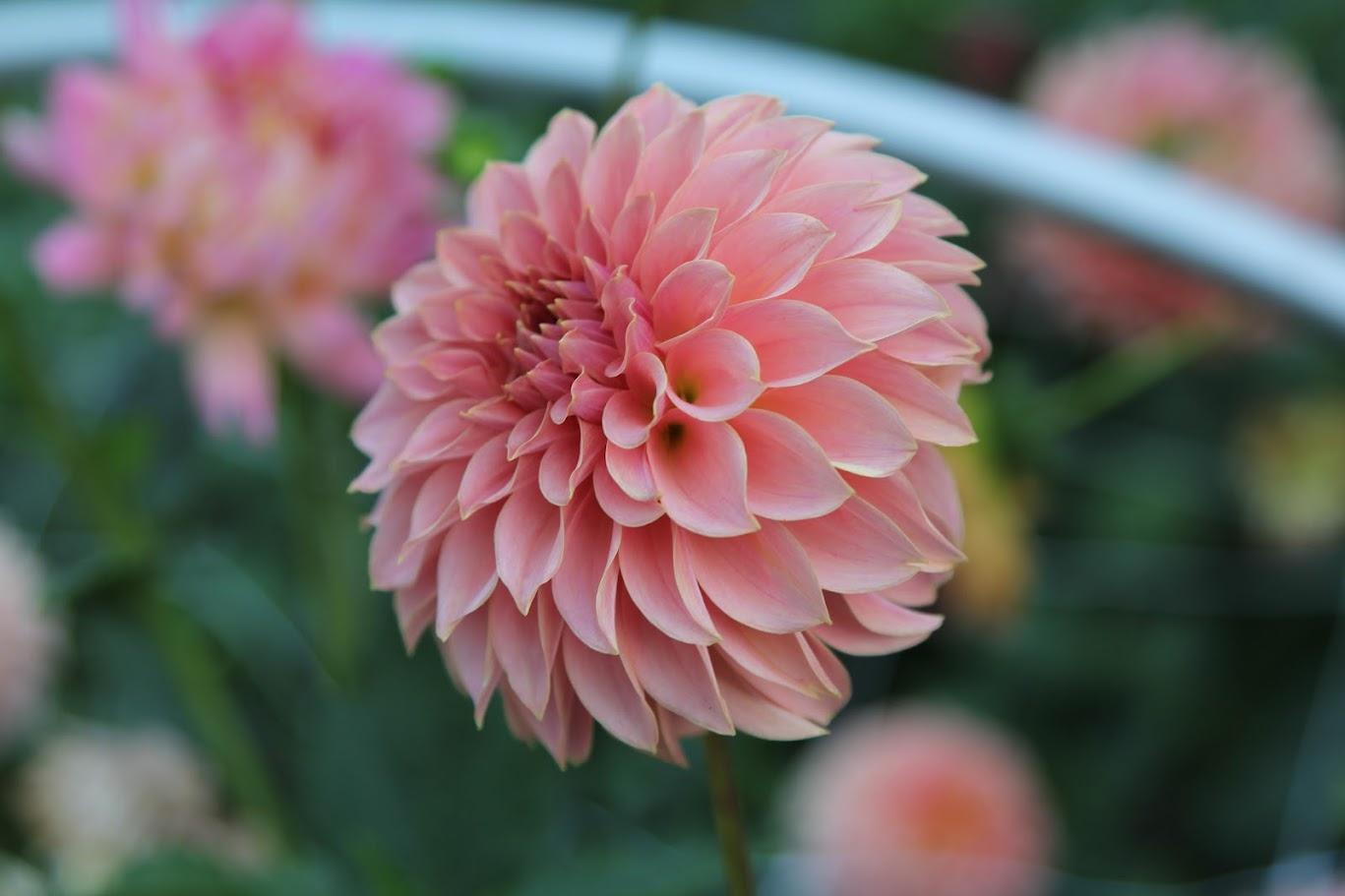 KA's® Coral Sea - LIMIT ONE