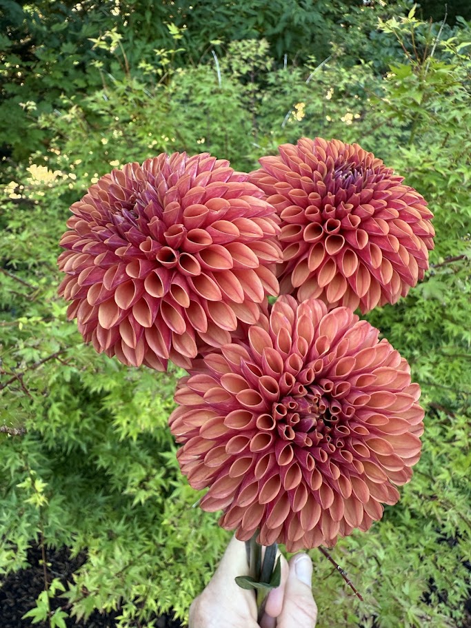 KA's® Keltie Cherry - LIMIT ONE