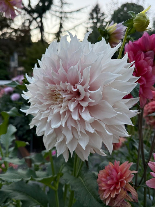 KA's® Lavender Blush - LIMIT ONE