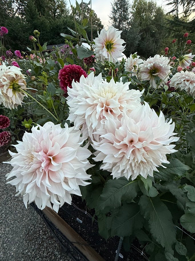 KA's® Lavender Blush - LIMIT ONE