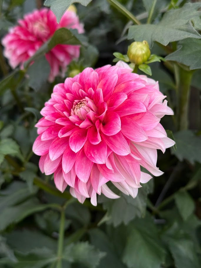 KA's® Mocha Jo-LIMIT ONE