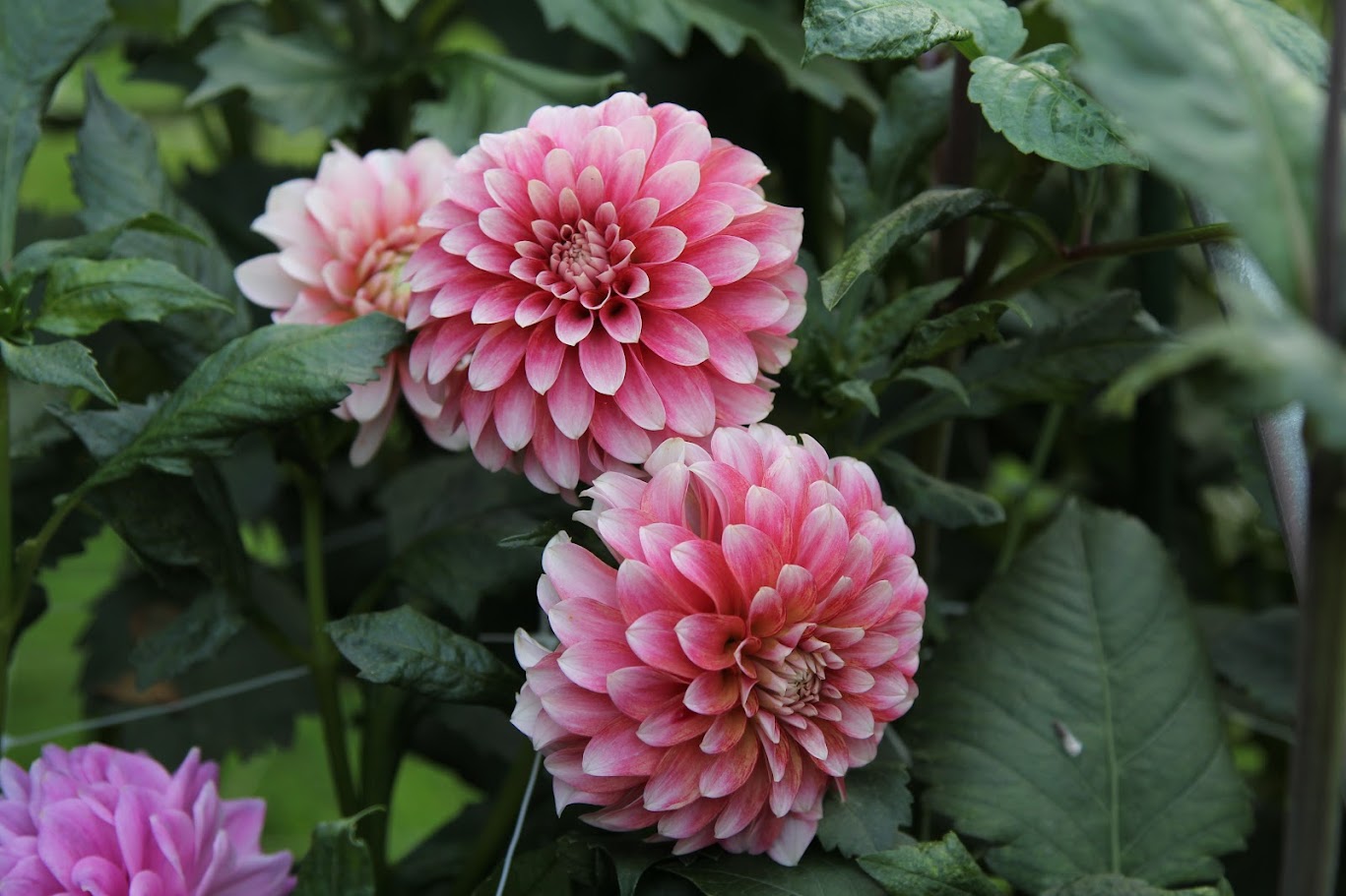 KA's® Mocha Jo-LIMIT ONE