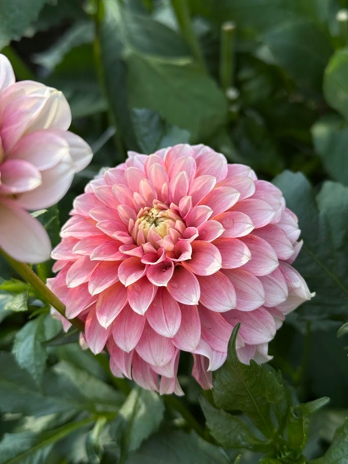 KA's® Mocha Jo-LIMIT ONE