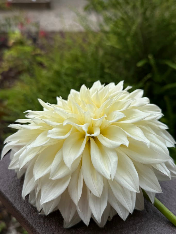 KA’s ® Mocha Maya - LIMIT ONE